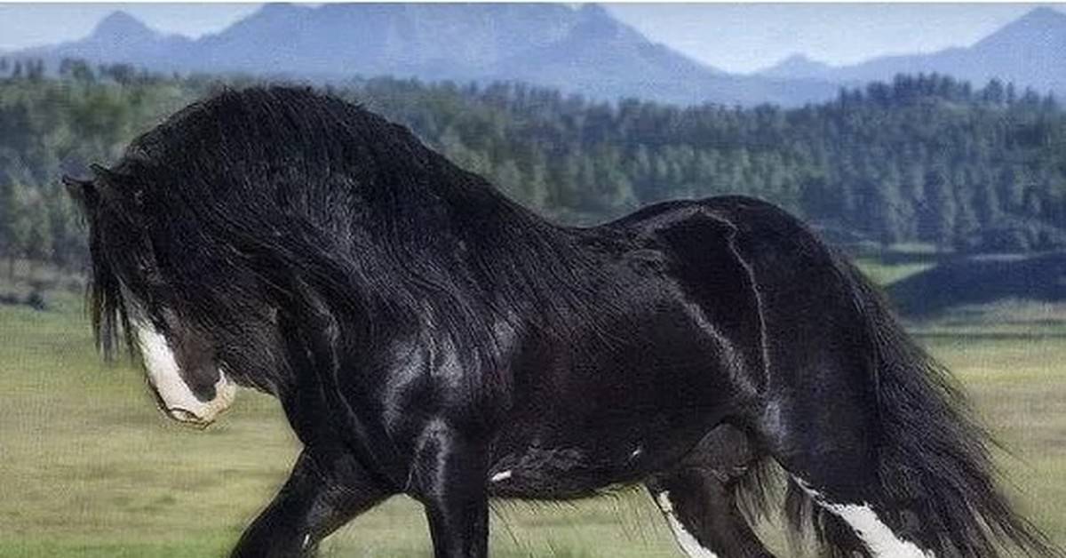 Шайр лошадь: достоинства и недостатки породы, содержание, уход