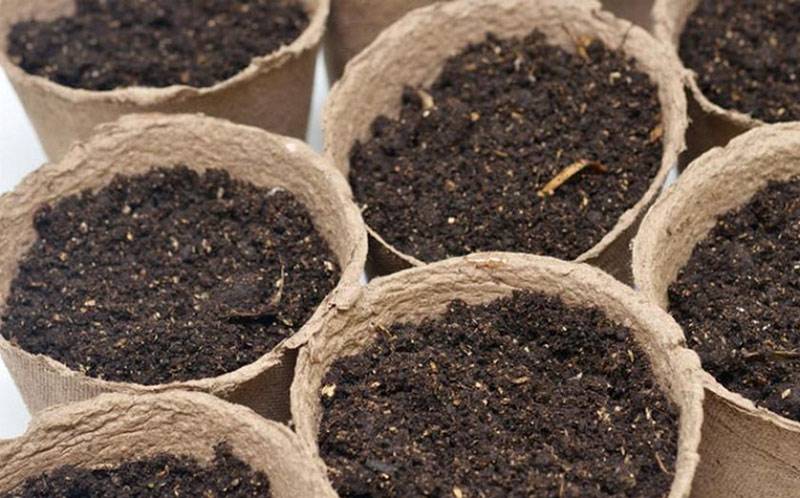 Горшочки торфяные: как пользоваться? выращивание рассады в торфяных горшочках