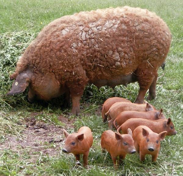Романовская порода овец: разведение и характеристика