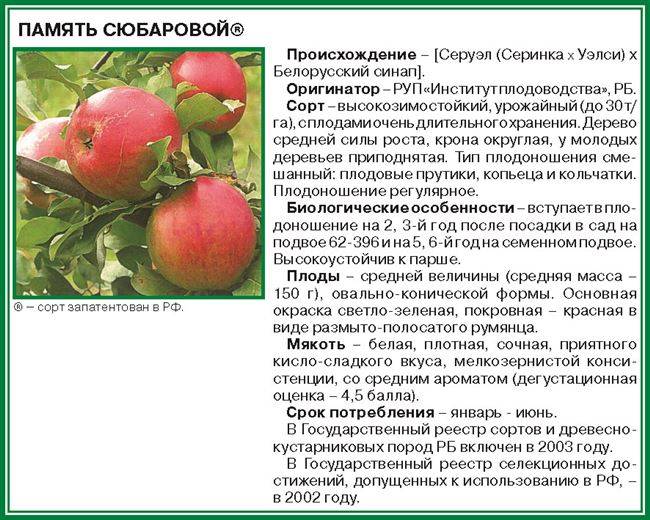 Описание сорта яблони легенда: фото яблок, важные характеристики, урожайность с дерева