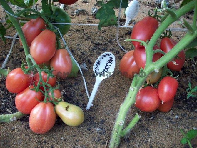 Томат царь колокол: характеристика и описание, отзывы, фото, урожайность сорта