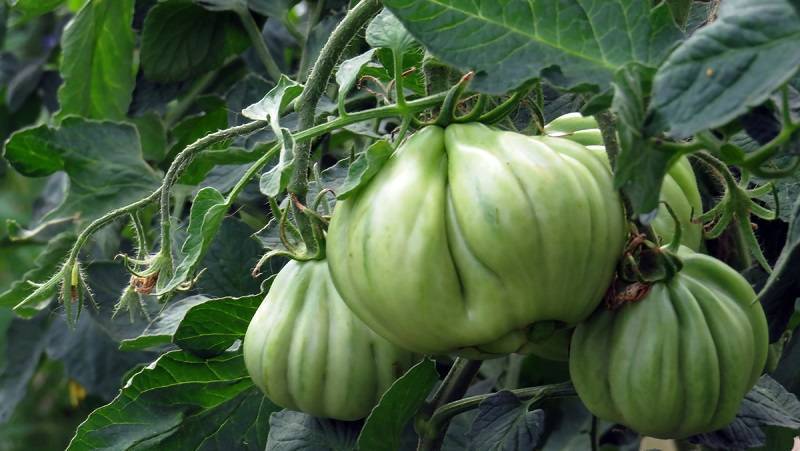 ✅ томат инжир красный: описание сорта, урожайность, особенности выращивания и ухода, фото - tehnoyug.com
