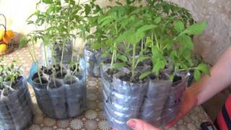 Выращивание рассады в улитках: фото, видео, как вырастить рассаду без земли