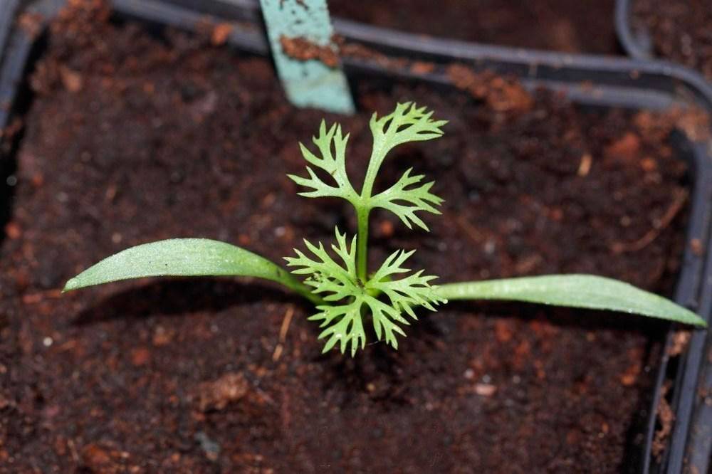 Лилии: выращивание, посадка, уход, сорта