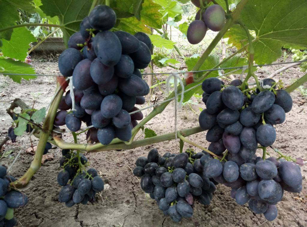 Виноград краса балок: описание сорта, характеристика, фото | сортовед