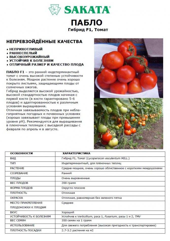 Томат хоровод (50 фото): описание сорта, как выращивать помидоры, отзывы