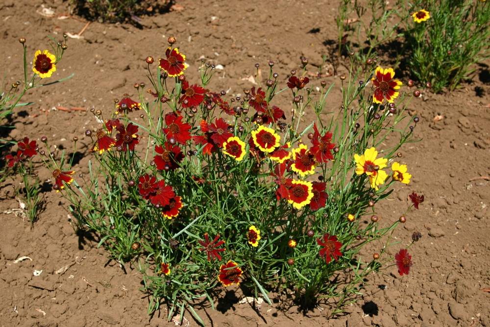 Кореопсис многолетний: разновидности, принципы посадки и ухода за растением