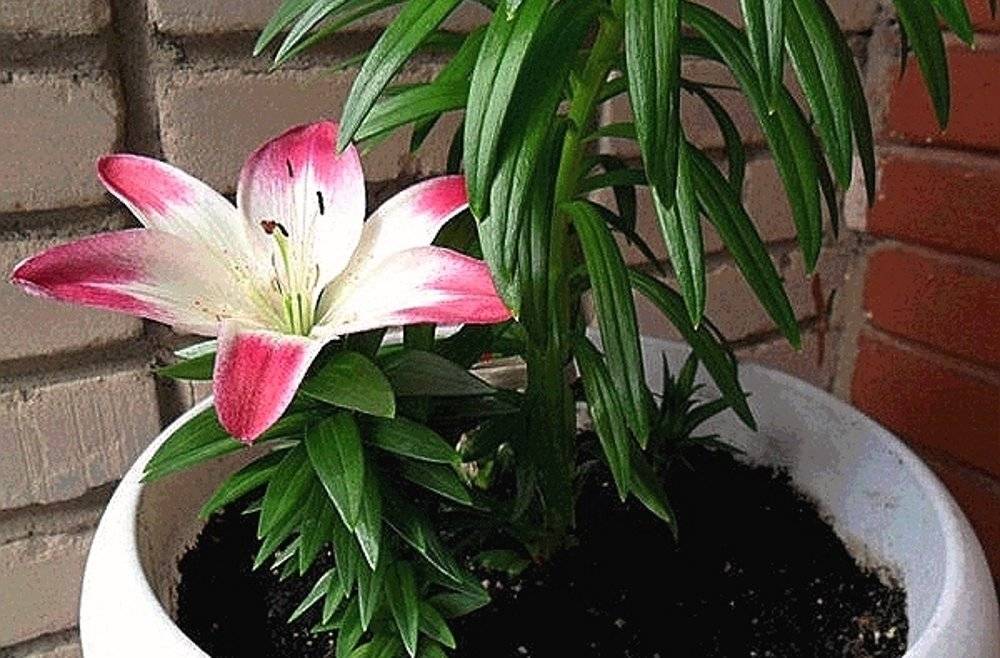 Садовые лилии — как выращивать в комнатах? уход в домашних условиях. фото — ботаничка.ru