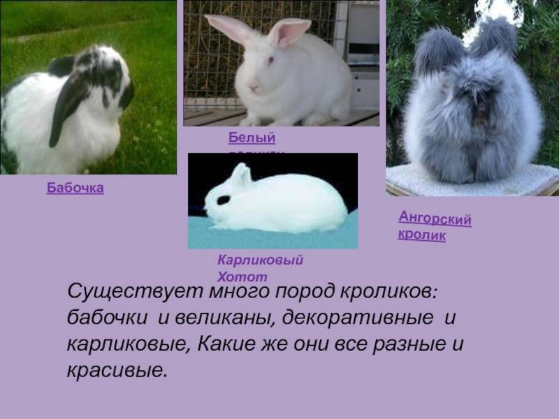 Кролики породы бабочка: ? описание, характеристика и разведение