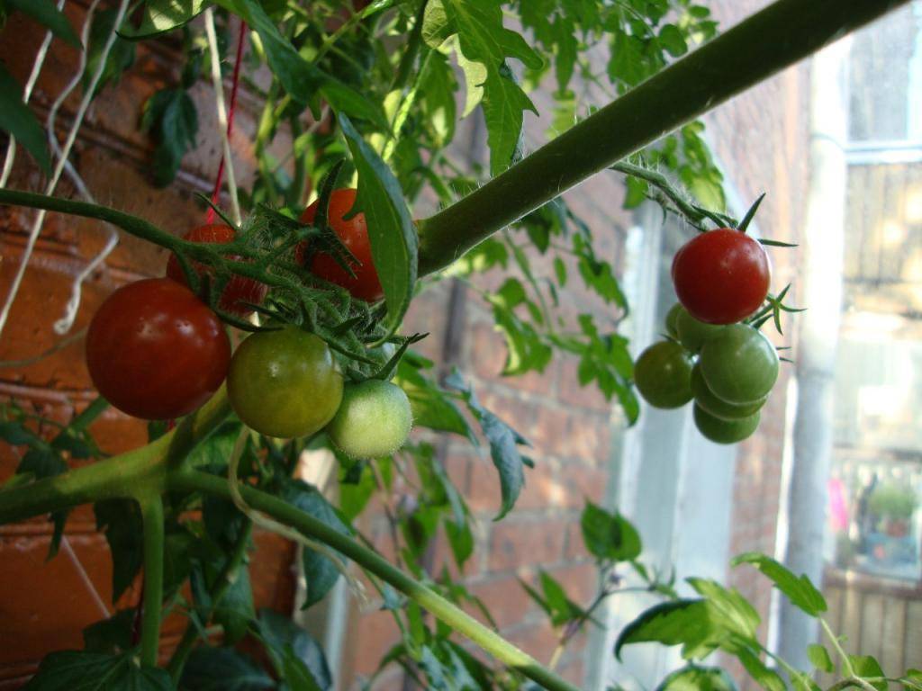 Выращиваем помидоры дома в любое время года | мастер