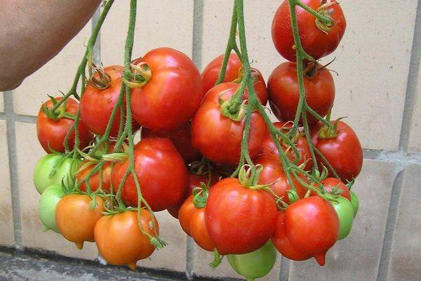 Описание сорта томатов черный принц с фото: характеристики помидор и рекомендации по выращиванию из семян
