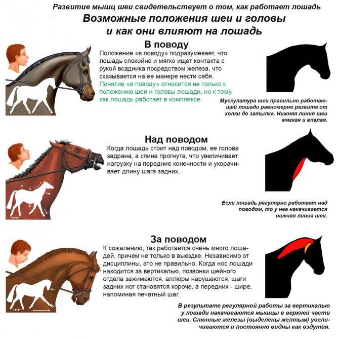 Как подковать лошадь: 13 шагов (с иллюстрациями)