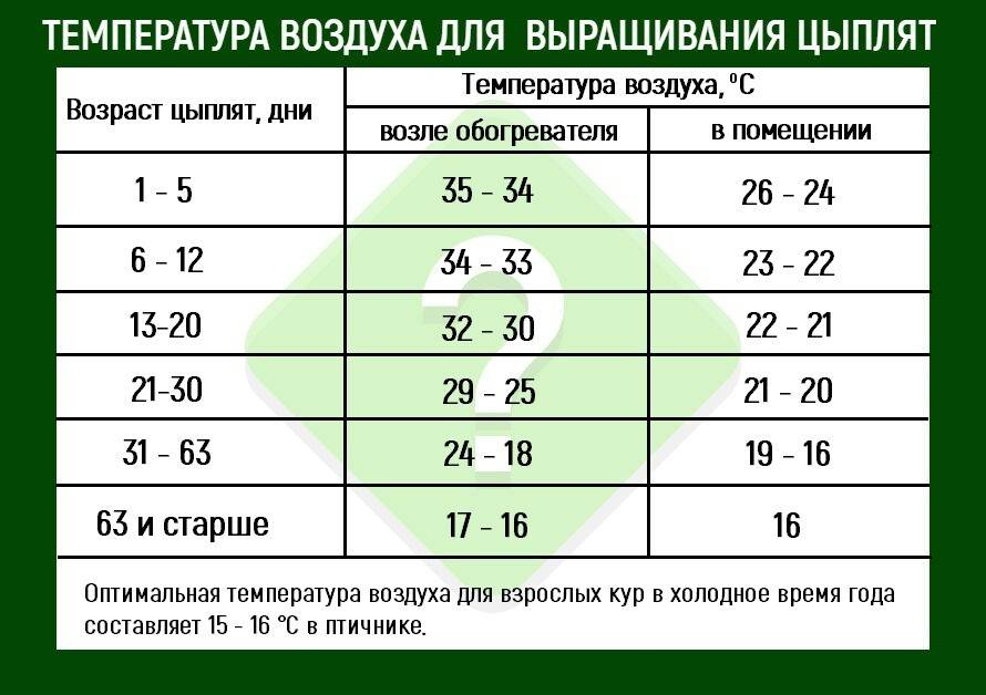 Температура для цыплят бройлеров режим и климат для кур - дневник садовода amparagroup.ru