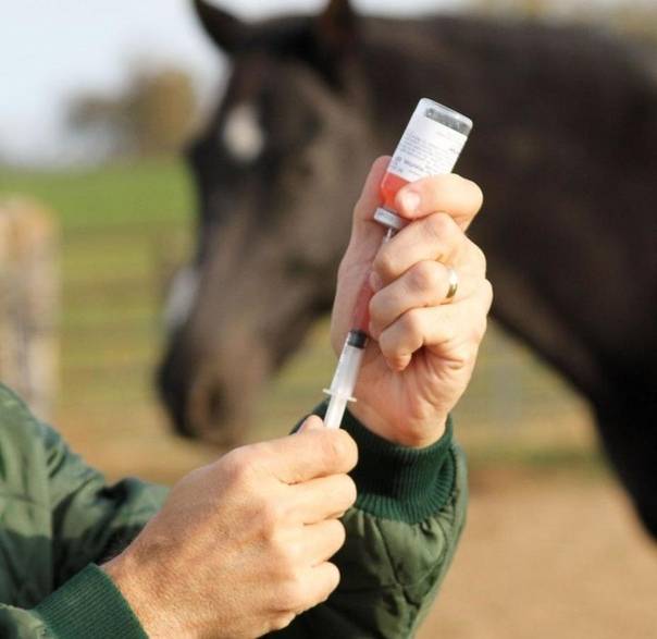Мыт у лошадей: особенности заболевания, причины, симптомы и диагностика мыта, особенности лечения и профилактики