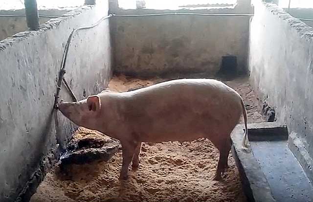 Самый эффективный откорм свиней в домашних условиях: нормы кормления, технологии, как составить рацион, особенности выращивания и содержания