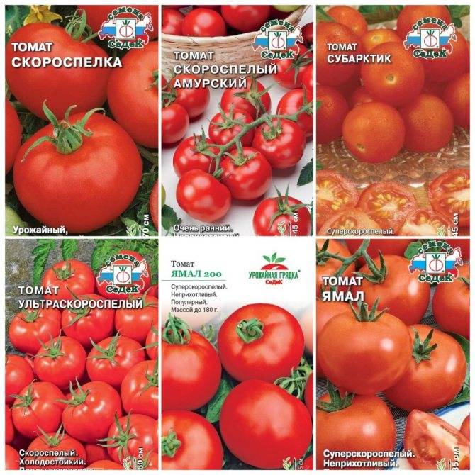 Обзор лучших сортов томатов для открытого грунта в Подмосковье