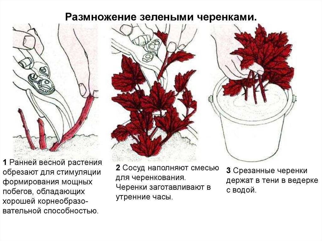 Размножение лаванды черенками весной, летом и осенью: правила черенкования
