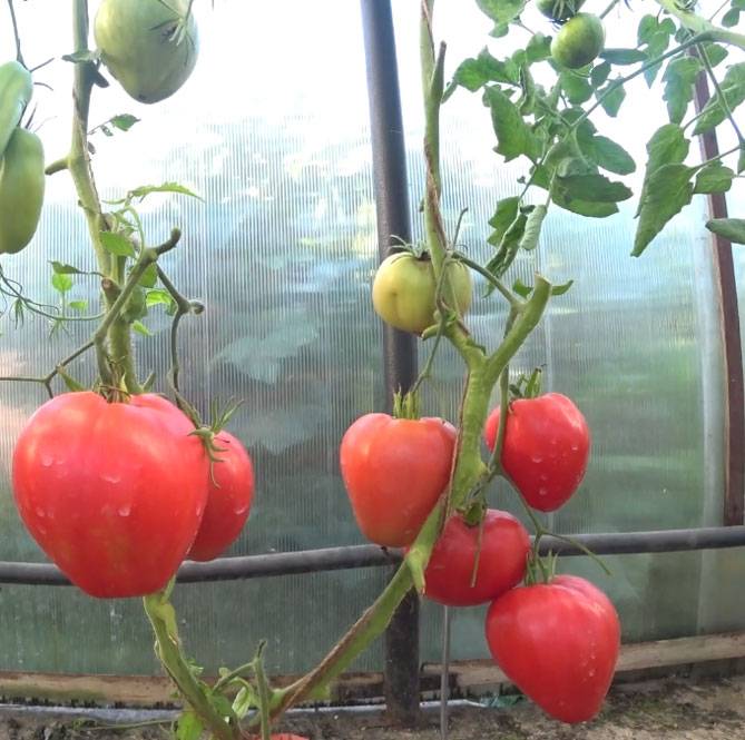 Благородный сорт помидоров мазарини – вкусный, урожайный, простой в уходе