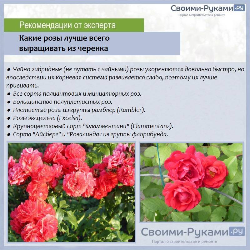 Популярные сорта полиантовых роз и особенности их выращивания из семян