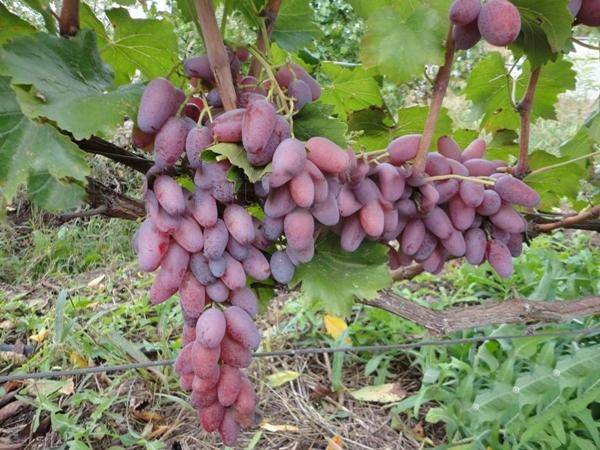 Виноград алвика: описание сорта, фото, отзывы, характеристика, технология посадки и выращивания