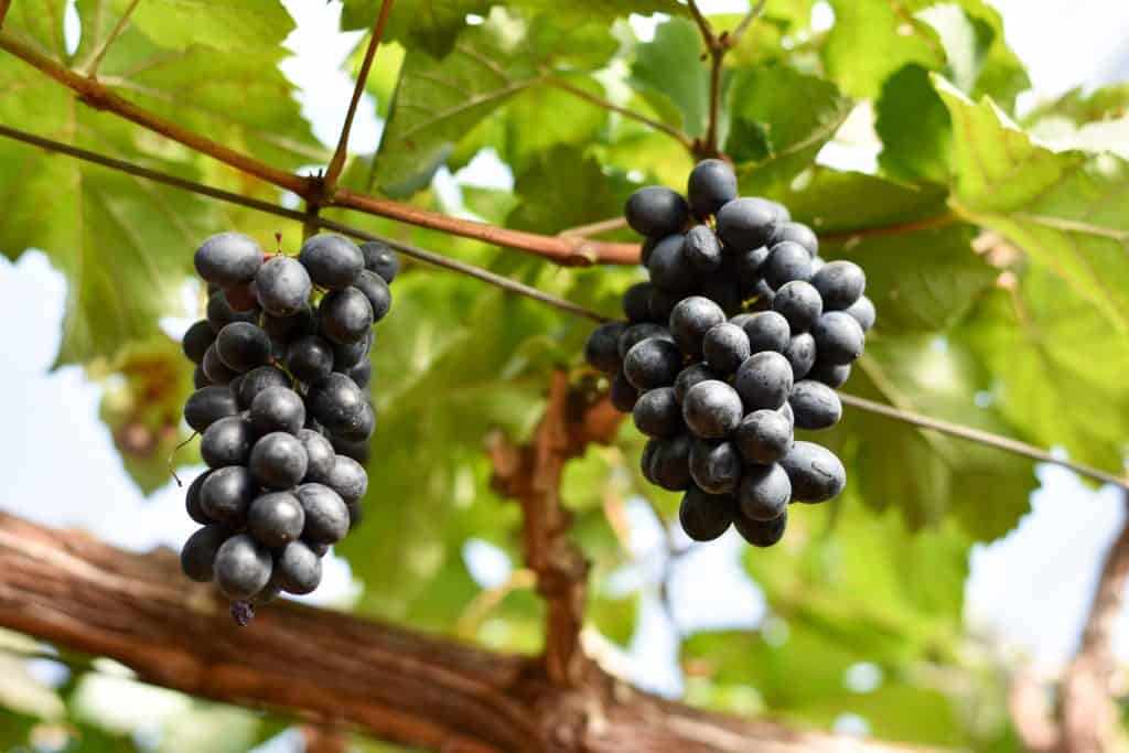 Виноград юлиан: описание сорта, фото, селекция, как правильно ухаживать?