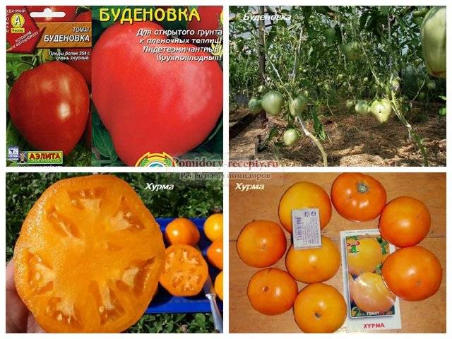 Сорта томатов: 			хурма
