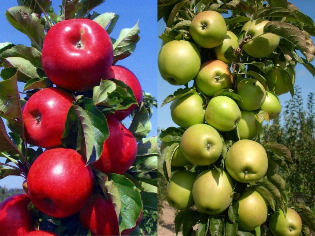 Описание и характеристики колоновидной яблони сорта Малюха, посадка и уход