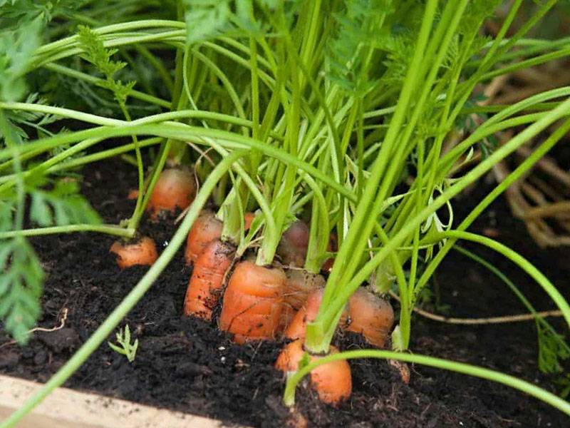 Полив моркови в открытом грунте: как часто поливать, правила
