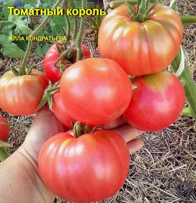 Как вырастить томат бугай розовый