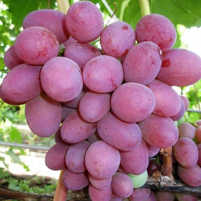 Описание винограда сорта «анюта» и обзор отзывов о его выращивании