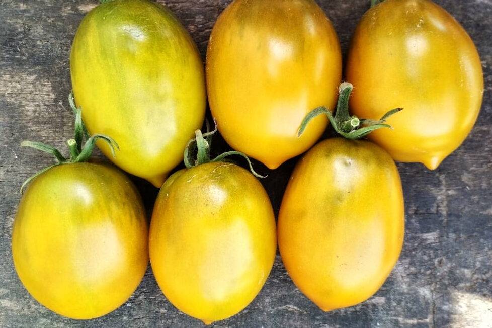 Описание среднеспелого томата чили и рекомендации по выращиванию помидоров