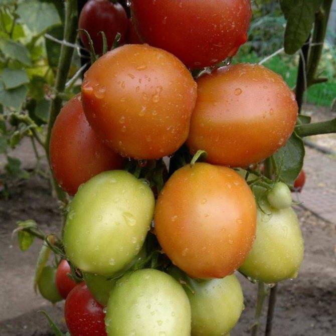 Описание сорта томата Сызранская Пипочка, выращивание и уход