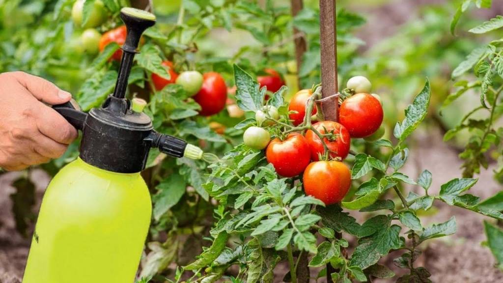 Как часто поливать помидоры: на даче и огороде, в открытом грунте, методы полива, лучшие советы, когда прекращать полив