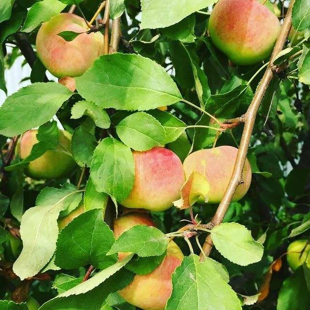 Описание сорта яблони соколовское: фото яблок, важные характеристики, урожайность с дерева