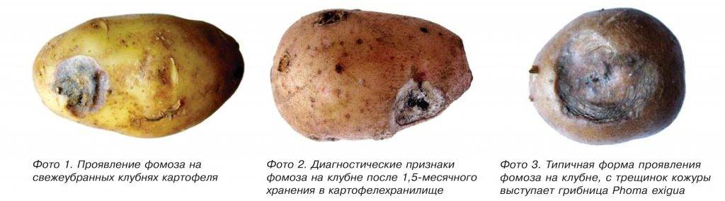 Альтернариоз картофеля: описание, меры борьбы и профилактика | домашняя ферма