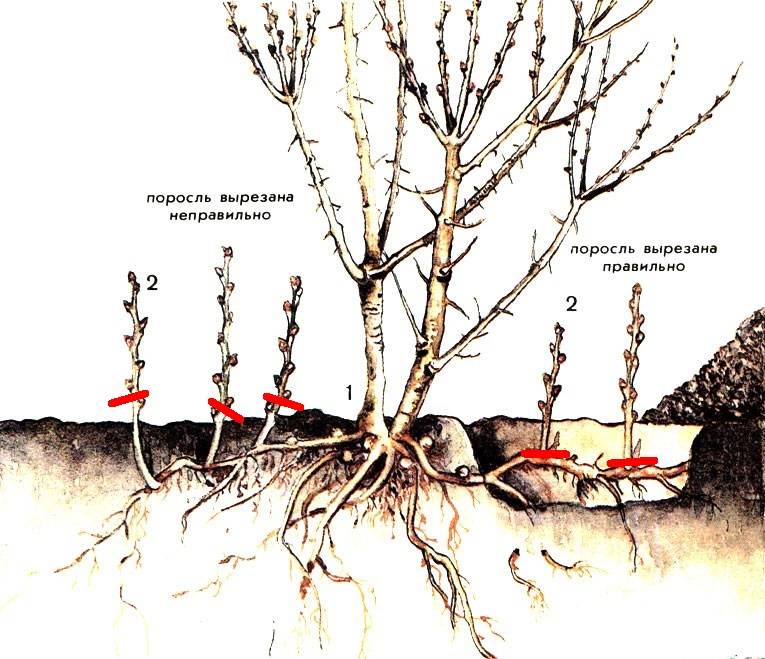 6 способов размножения облепихи черенками осенью порослью и другие
