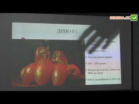 Описание сорта томата Дино f1, особенности выращивания и урожайность