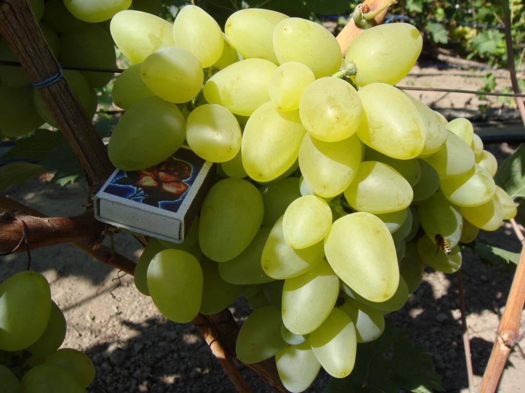 Чем примечателен виноград «бажена»: описание сорта. особенности посадки и размножение винограда «бажена», уход за сортом