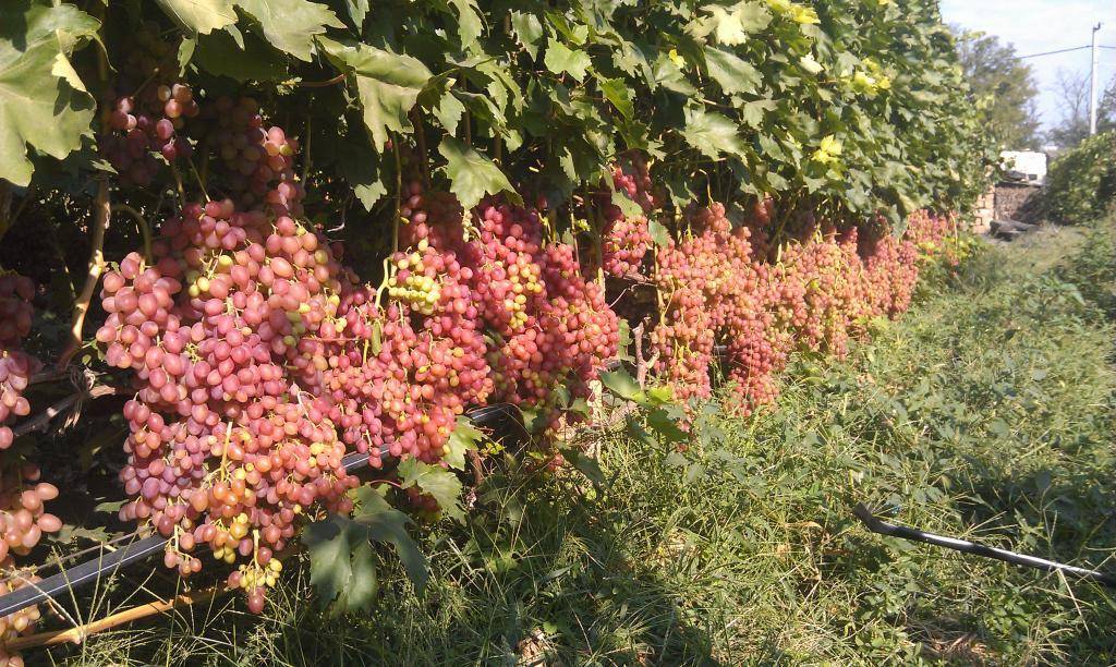Виноград кишмиш лучистый: описание сорта, выращивание уход и отзывы