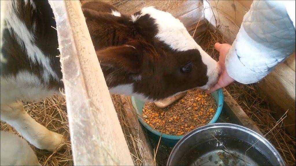 Корма для коров и телят: какой комбикорм бывает, полный обзор