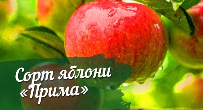 Описание сорта яблони ред фри: фото яблок, важные характеристики, урожайность с дерева