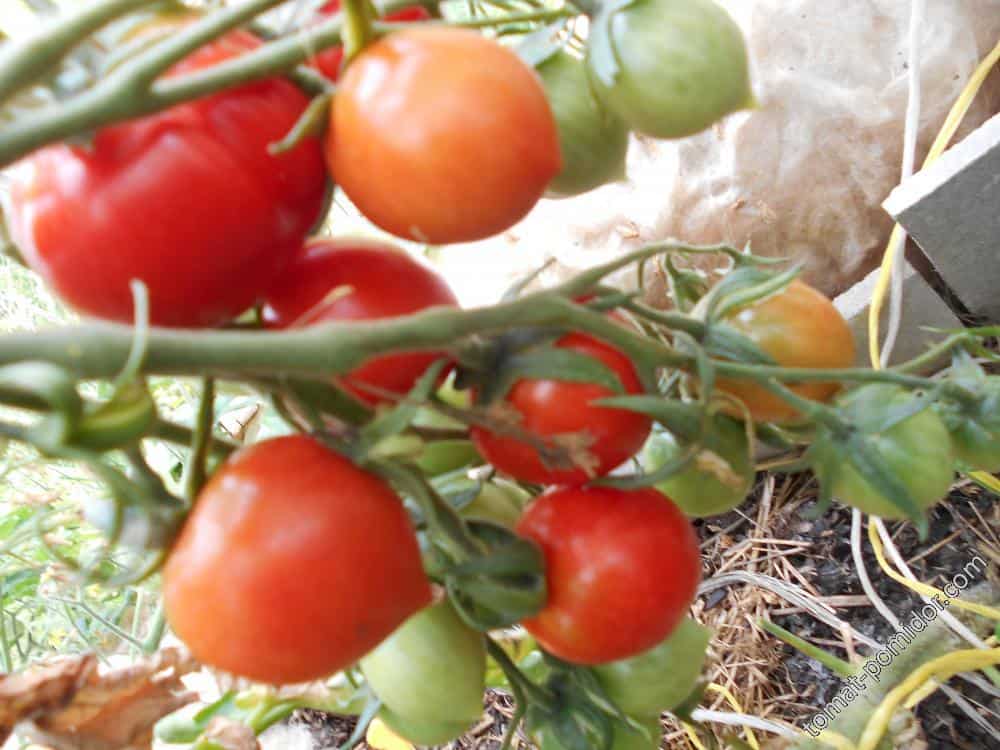 Сорт томата «малиновое виконте»: фото, отзывы, описание, характеристика, урожайность