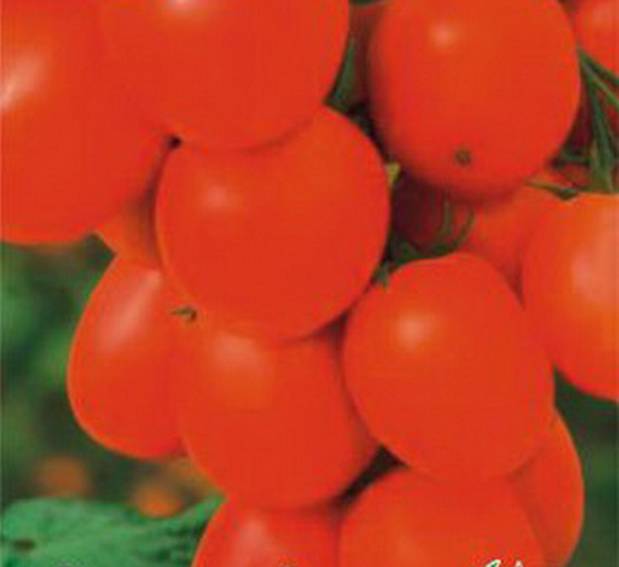 Украшение вашего огорода — сорт томата «маруся»: выращиваем и ухаживаем