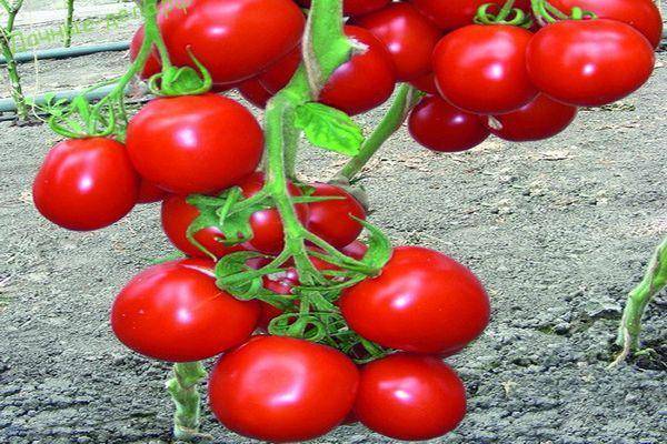 Томат ричи f1: описание и характеристика сорта, фото семян, отзывы об урожайности помидоров