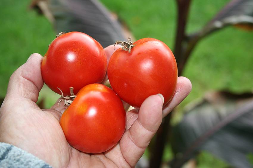 Помидоры "иришка ф1": описание сорта и фото томатов, особенности ухода