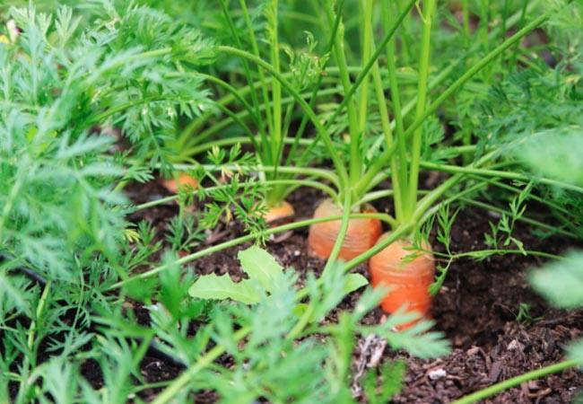Морковь для улучшения остроты зрения - миф или правда?