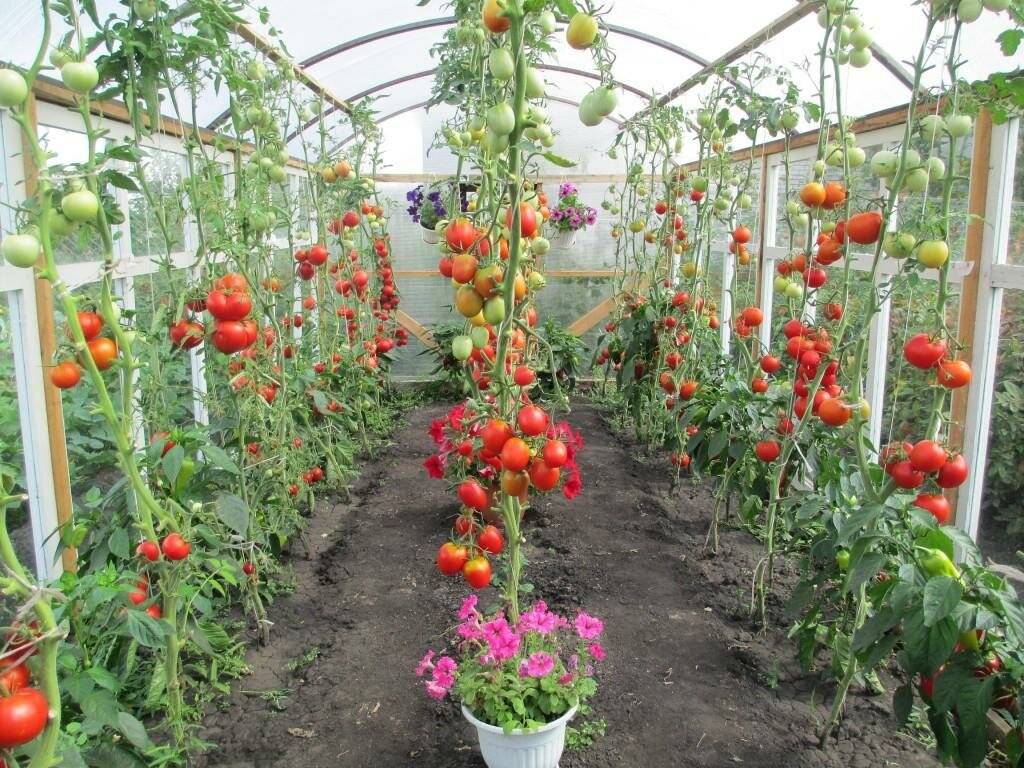 Помидоры в парнике: правила выращивания, уход за томатом и пошаговая инструкция по содержанию (100 фото)