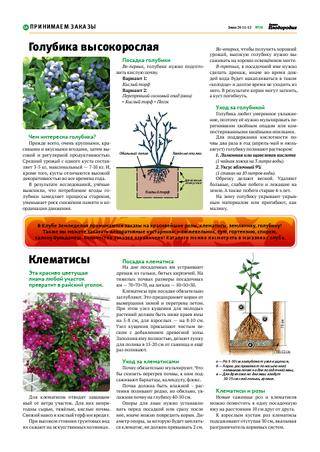 Голубика садовая – правила посадки, выращивание и уход, фото, отзывы