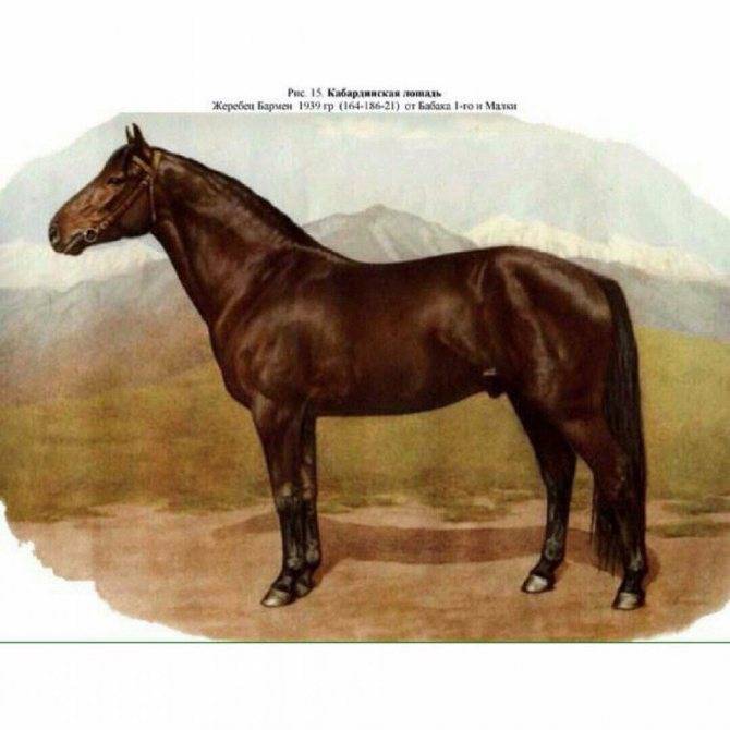Кабардинская порода лошадей: характеристика, уход и кормление