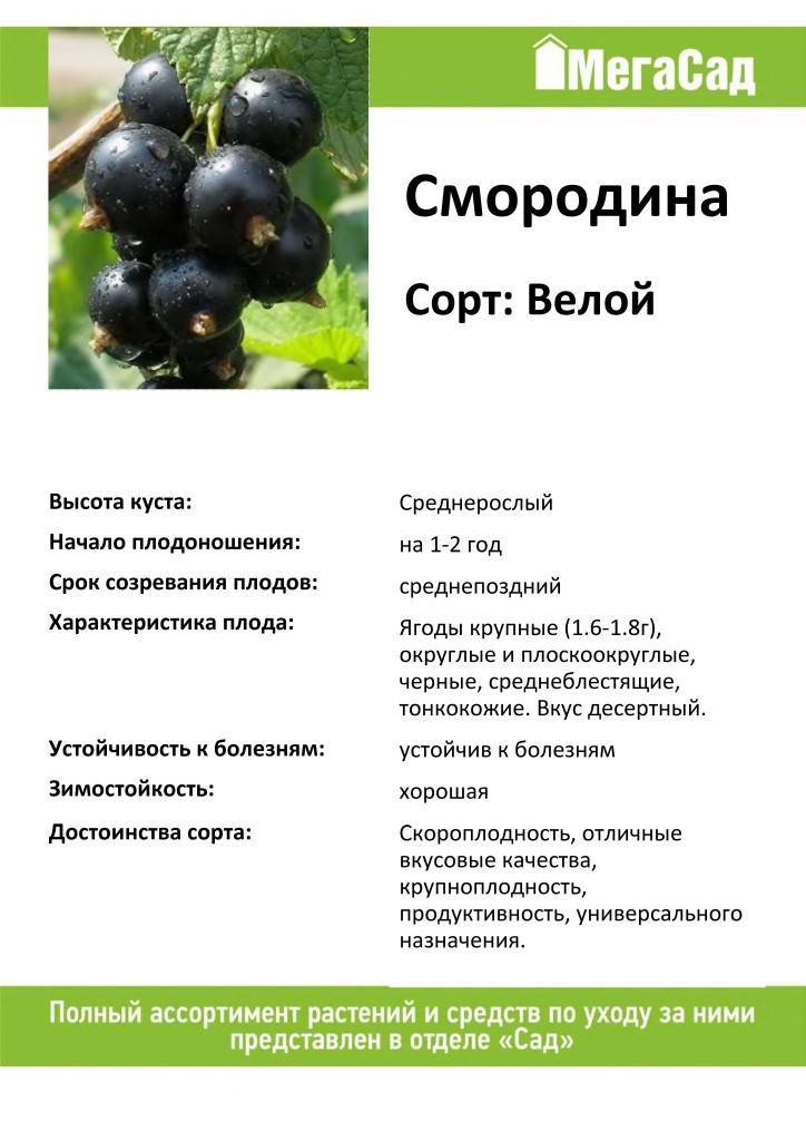 Описание и характеристики 25 лучших сортов черной смородины для сибири